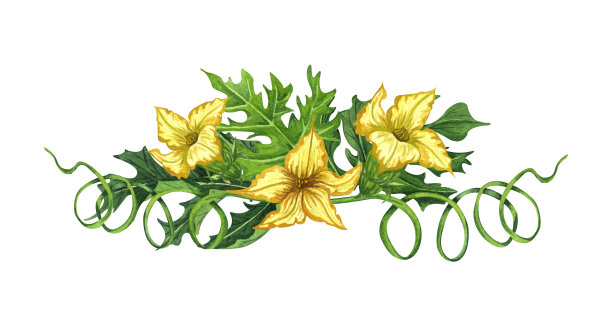 水彩西瓜花与树枝和叶子。园林植物手绘插图。完美适合您的设计。图片下载