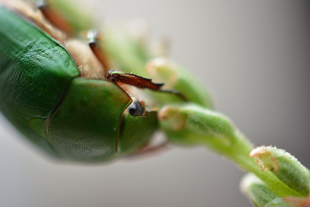 金龟子吃草的微距镜头图片下载