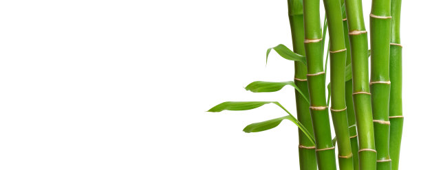 白色背景上的青竹茎叶。带有复制空间的横幅，放置文本图片下载