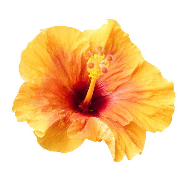 桔黄色木槿花孤立图片下载