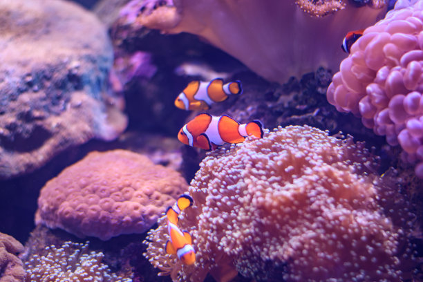 彩色热带鱼在水族馆的特写图片下载