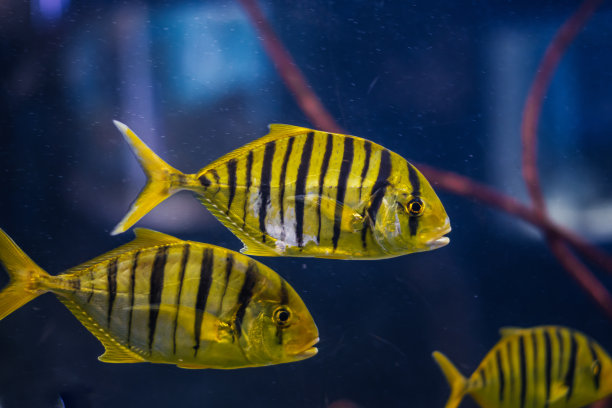 彩色热带鱼在水族馆的特写图片下载