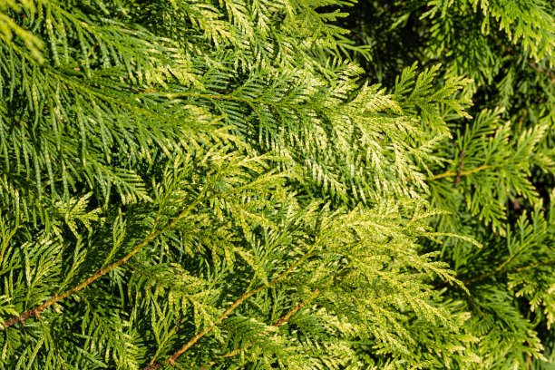 西红杉木或太平洋红杉木，巨型乔木或西部乔木，巨型杉木或木瓦。在常绿植物模糊的背景上有黄绿色叶子的树枝。图片下载