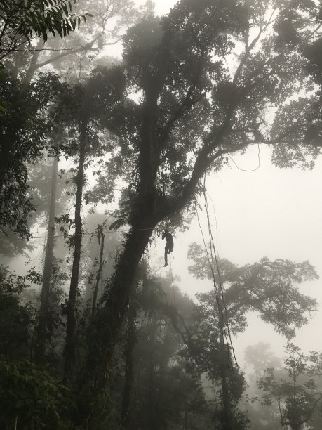 丛林雾图片下载