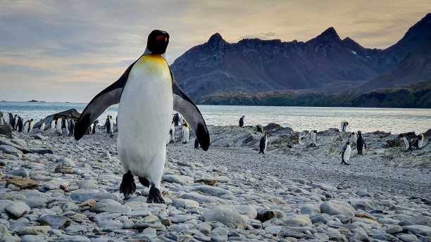 国王企鹅在多石的海滩上素材图片