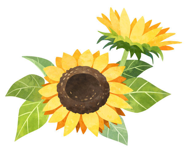 水彩向日葵花束孤立在白色。黄色的夏花剪报。图片下载