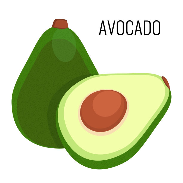 在白色背景上孤立的鳄梨。向量图片下载