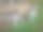 袋鼠照片在澳大利亚野生动物园图片下载