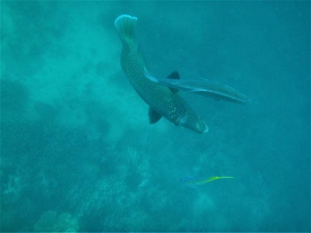 大堡礁水下世界图片下载