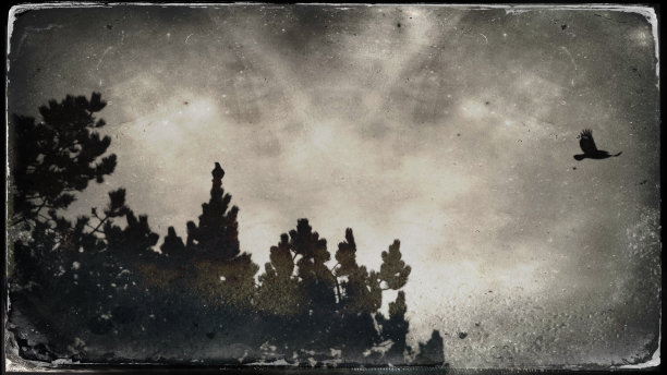 白嘴鸦从树顶飞过图片下载