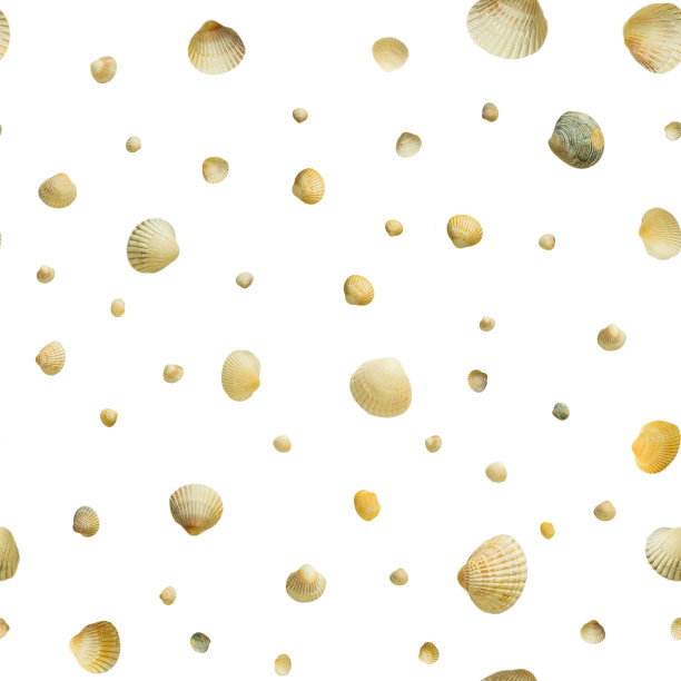 白色背景上的贝壳图片下载