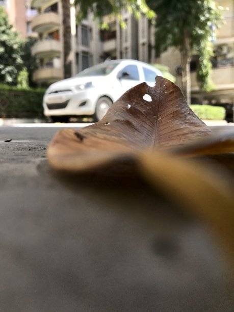 地板上的干叶子图片下载