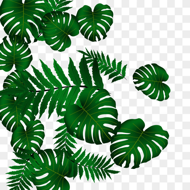 热带模式图片下载