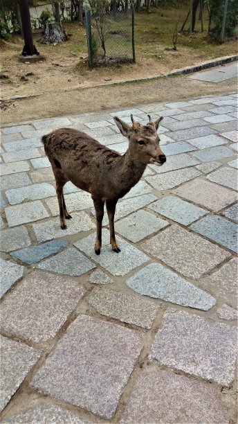 日本京都驯鹿的惊人照片图片下载