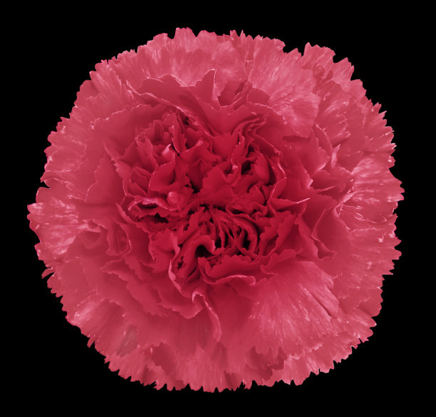 粉红色丁香花，黑色孤立的背景与修剪路径。特写镜头。没有阴影。为设计。大自然。图片下载