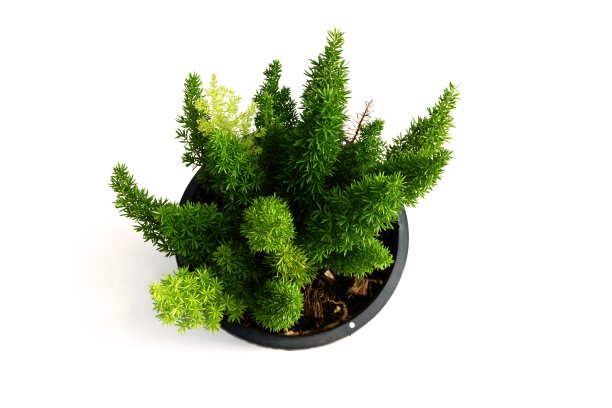 狐尾蕨孤立在白色背景上图片下载