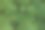 树上绿色的枫叶。图片下载