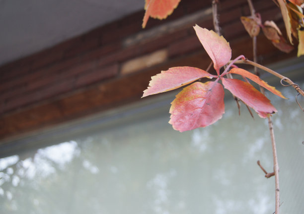 红叶在墙上图片下载