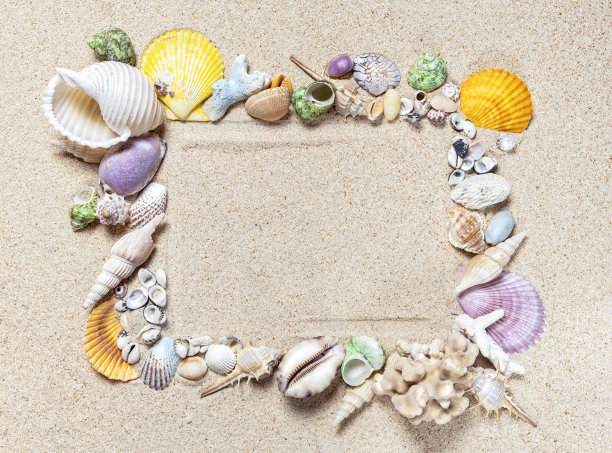 框架由贝壳和珊瑚混合在干净的细沙上，顶视图与复制空间图片下载