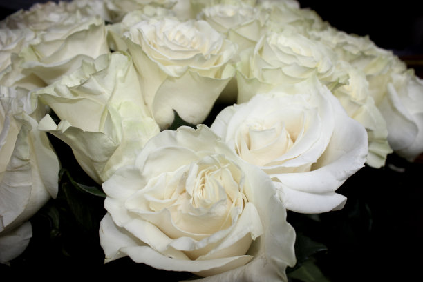 一束白玫瑰。花朵的特写镜头。图片下载