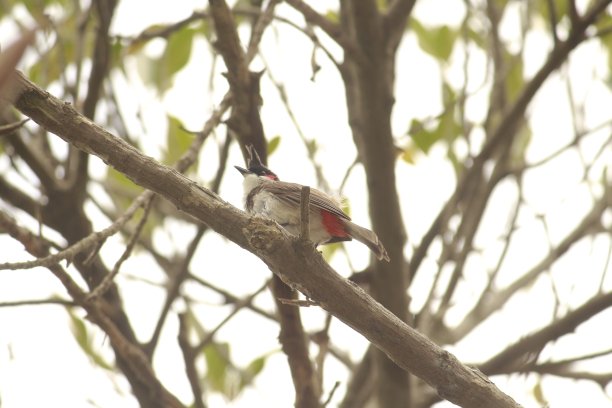 日常的客户图片下载