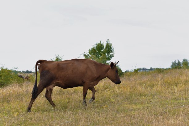 一只棕色的奶牛在草地上走。图片下载