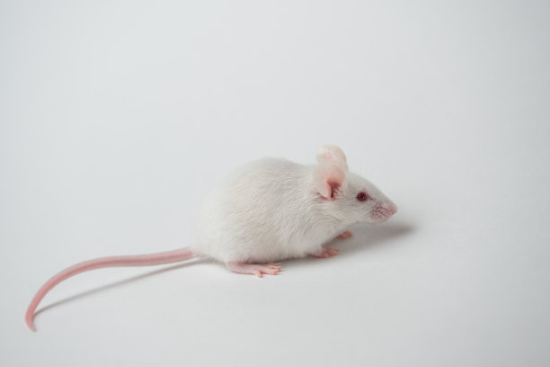 白色背景上的小白鼠图片下载