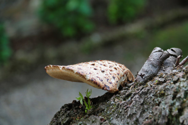 柔焦拍摄：生长在酸橙树上的蘑菇图片下载