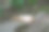柔焦拍摄：生长在酸橙树上的蘑菇图片下载