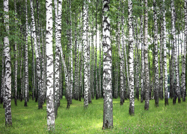 夏日清晨的桦树和草地红三叶草图片下载