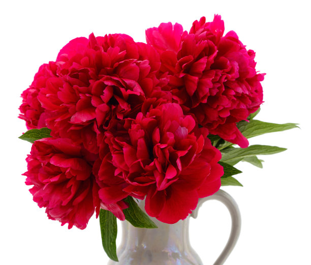 一束红牡丹。图片下载