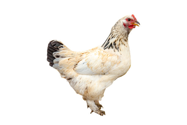 近距离的黑白自由放养鸡孤立在白色的背景看镜头图片下载