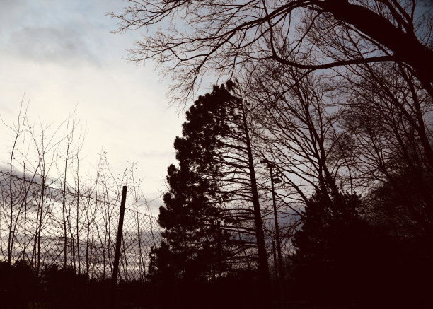 柏林一公园周围漆黑的树叶剪影的独特照片图片下载