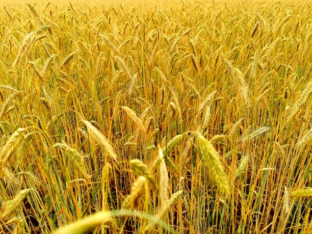 夏天金色的麦田图片下载