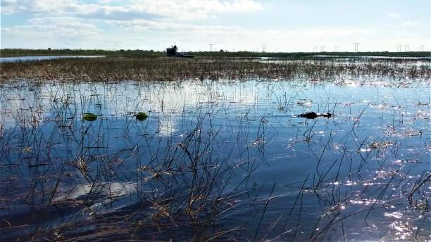 佛罗里达大沼泽地的锯草图片下载
