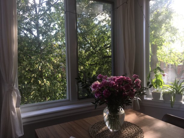 客厅鲜花图片下载