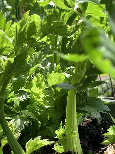 阳台盒子里的小芹菜图片下载