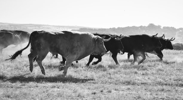 一些公牛运行图片下载