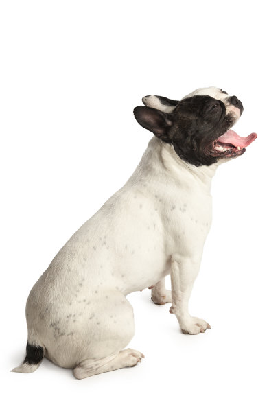 白牛头犬坐在地板上图片下载