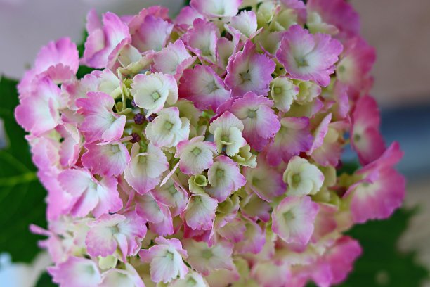 粉红色的绣球花图片下载