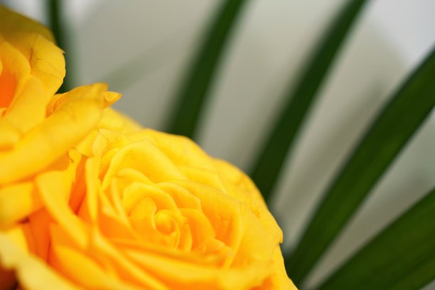 鲜艳的黄色玫瑰花束特写图片下载