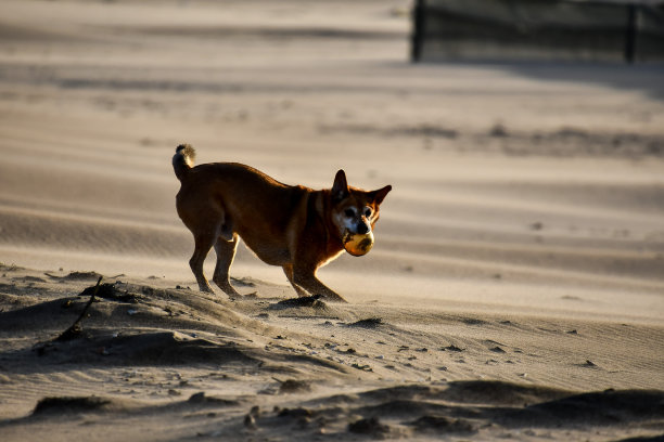狗在沙滩上奔跑，数码照片图片作为背景图片下载
