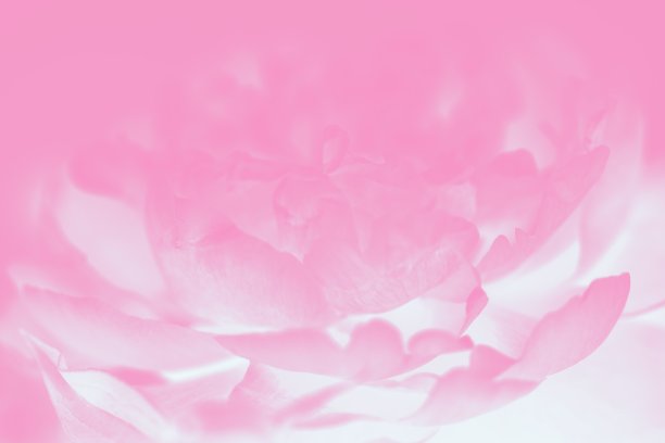 粉彩水彩背景牡丹图案。粉色牡丹花朵图片下载