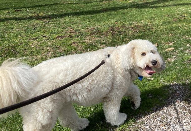 快乐的狗在散步图片下载