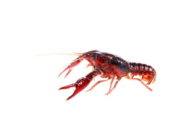 小龙虾，白色背景，特写图片下载