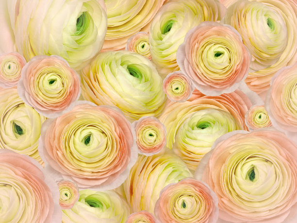 植物的蓝色背景。一束玫瑰花。特写镜头。花组成。大自然。图片下载