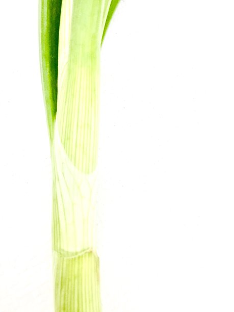 仍然葱茎图片下载