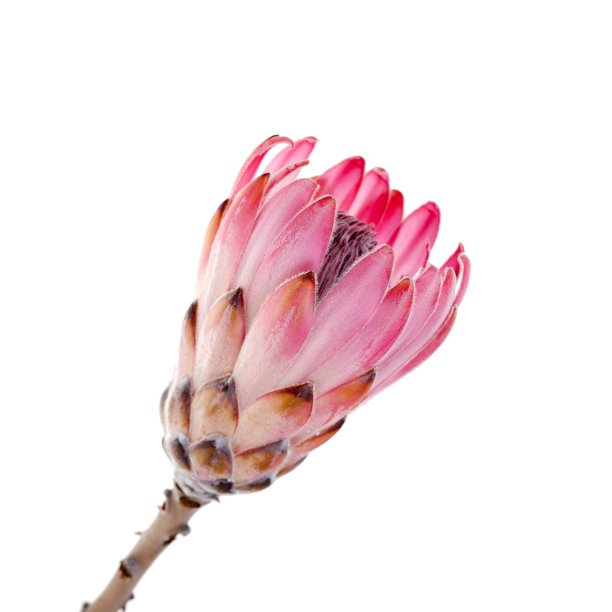 粉红色的protea在白色图片下载