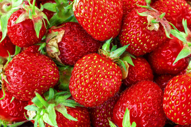 草莓。新鲜有机浆果宏。草莓的背景。水果的背景图片下载