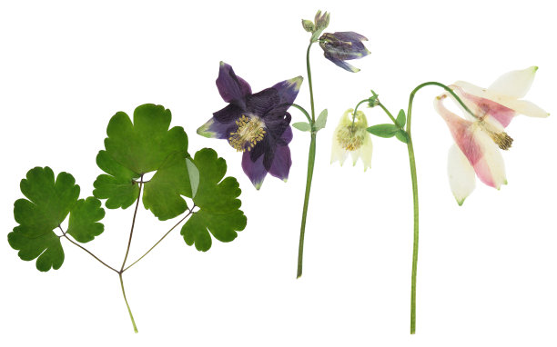 压干的灌木，有精致透明的粉红色花，孤立在白色的背景上。用于剪贴簿、压制花艺或植物标本室图片下载